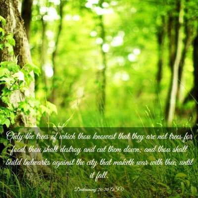 Picture 03 - Deuteronomy 20:20 ASV - Only the trees of which thou knowest that they - Bible Verse Picture