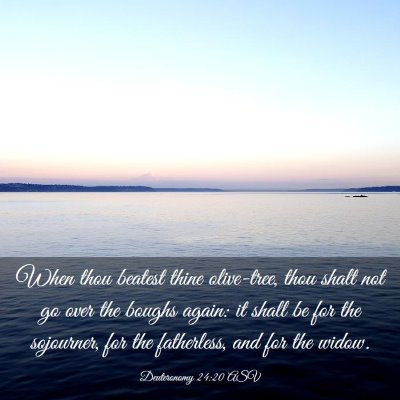 Picture 03 - Deuteronomy 24:20 ASV - When thou beatest thine olive-tree, thou shalt - Bible Verse Picture