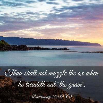 Picture 03 - Deuteronomy 25:4 ASV - Thou shalt not muzzle the ox when he treadeth out - Bible Verse Picture