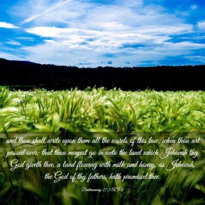 Picture 03 - Deuteronomy 27:3 ASV - and thou shalt write upon them all the words of - Bible Verse Picture