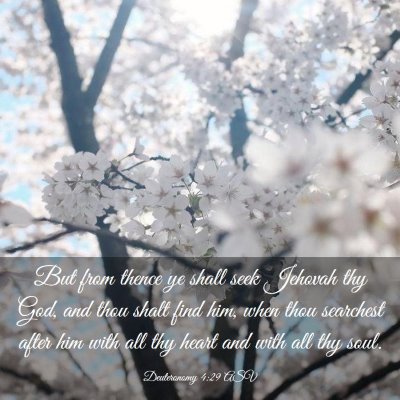 Picture 03 - Deuteronomy 4:29 ASV - But from thence ye shall seek Jehovah thy God, - Bible Verse Picture