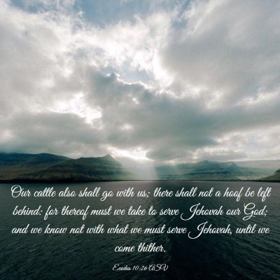 Picture 03 - Exodus 10:26 ASV - Our cattle also shall go with us; there shall not - Bible Verse Picture