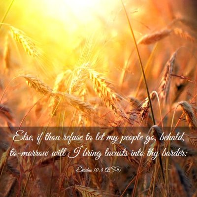 Picture 03 - Exodus 10:4 ASV - Else, if thou refuse to let my people go, behold, - Bible Verse Picture