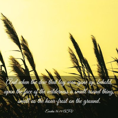 Picture 03 - Exodus 16:14 ASV - And when the dew that lay was gone up, behold, - Bible Verse Picture