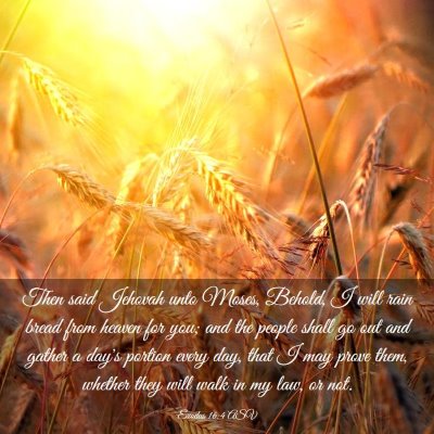 Picture 03 - Exodus 16:4 ASV - Then said Jehovah unto Moses, Behold, I will rain - Bible Verse Picture