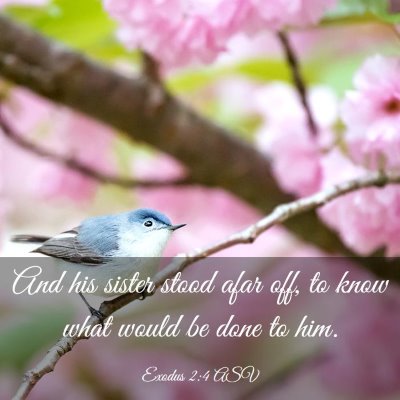 Picture 03 - Exodus 2:4 ASV - And his sister stood afar off, to know what would - Bible Verse Picture