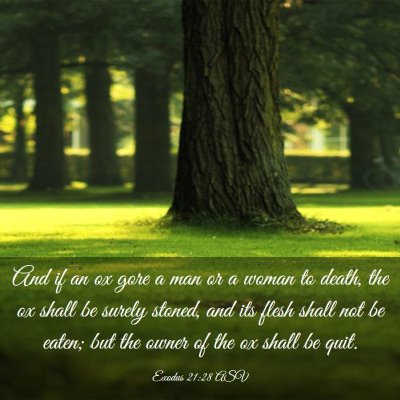Picture 03 - Exodus 21:28 ASV - And if an ox gore a man or a woman to death, the - Bible Verse Picture