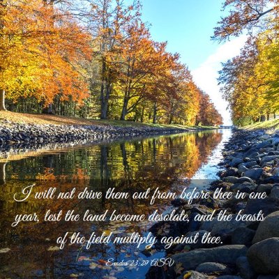 Picture 03 - Exodus 23:29 ASV - I will not drive them out from before thee in one - Bible Verse Picture