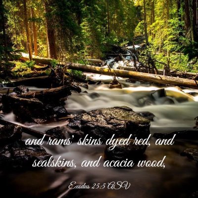 Picture 03 - Exodus 25:5 ASV - and rams' skins dyed red, and sealskins, and - Bible Verse Picture