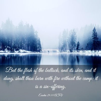 Picture 03 - Exodus 29:14 ASV - But the flesh of the bullock, and its skin, and - Bible Verse Picture