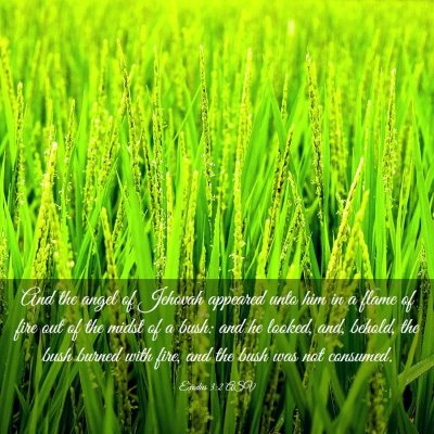 Picture 03 - Exodus 3:2 ASV - And the angel of Jehovah appeared unto him in a - Bible Verse Picture