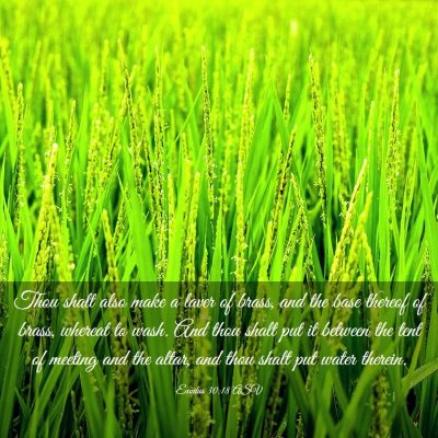 Picture 03 - Exodus 30:18 ASV - Thou shalt also make a laver of brass, and the - Bible Verse Picture
