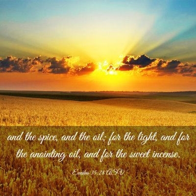 Picture 03 - Exodus 35:28 ASV - and the spice, and the oil; for the light, and - Bible Verse Picture