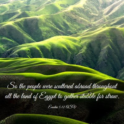 Picture 03 - Exodus 5:12 ASV - So the people were scattered abroad throughout - Bible Verse Picture