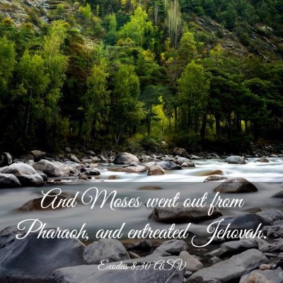 Picture 03 - Exodus 8:30 ASV - And Moses went out from Pharaoh, and entreated - Bible Verse Picture