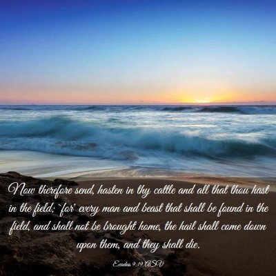 Picture 03 - Exodus 9:19 ASV - Now therefore send, hasten in thy cattle and all - Bible Verse Picture