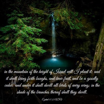 Picture 03 - Ezekiel 17:23 ASV - in the mountain of the height of Israel will I - Bible Verse Picture