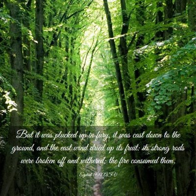 Picture 03 - Ezekiel 19:12 ASV - But it was plucked up in fury, it was cast down - Bible Verse Picture