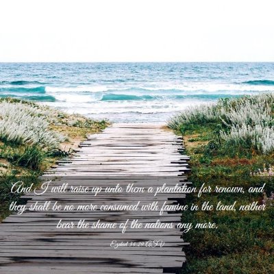 Picture 03 - Ezekiel 34:29 ASV - And I will raise up unto them a plantation for - Bible Verse Picture