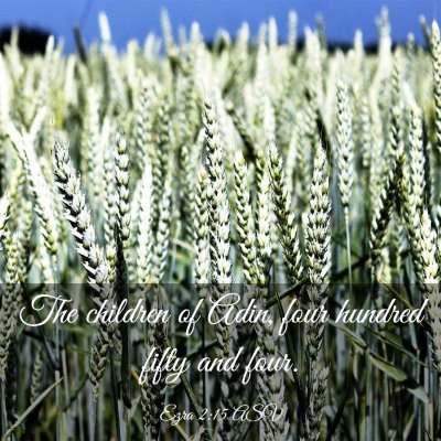 Picture 03 - Ezra 2:15 ASV - The children of Adin, four hundred fifty and - Bible Verse Picture