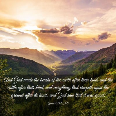Picture 03 - Genesis 1:25 ASV - And God made the beasts of the earth after their - Bible Verse Picture