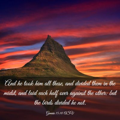 Picture 03 - Genesis 15:10 ASV - And he took him all these, and divided them in - Bible Verse Picture