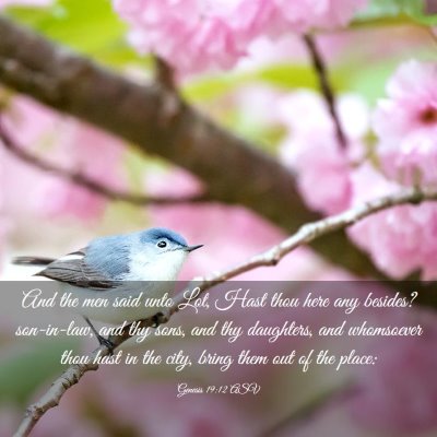 Picture 03 - Genesis 19:12 ASV - And the men said unto Lot, Hast thou here any - Bible Verse Picture