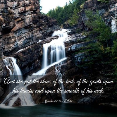 Picture 03 - Genesis 27:16 ASV - And she put the skins of the kids of the goats - Bible Verse Picture