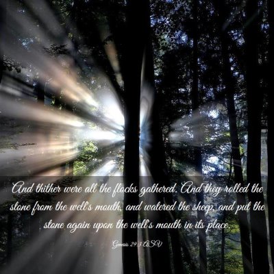 Picture 03 - Genesis 29:3 ASV - And thither were all the flocks gathered. And - Bible Verse Picture
