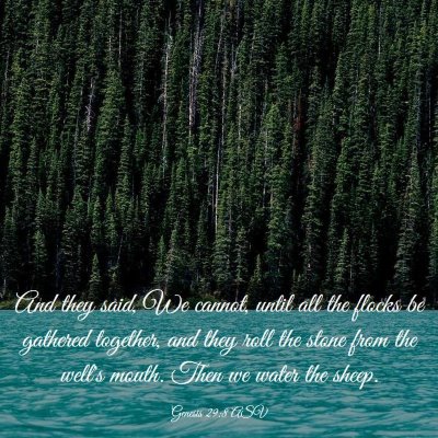 Picture 03 - Genesis 29:8 ASV - And they said, We cannot, until all the flocks be - Bible Verse Picture