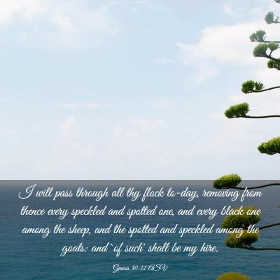 Picture 03 - Genesis 30:32 ASV - I will pass through all thy flock to-day, - Bible Verse Picture