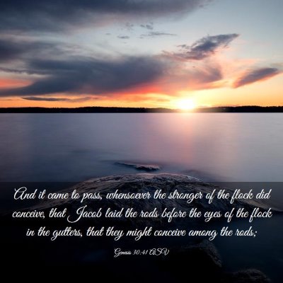 Picture 03 - Genesis 30:41 ASV - And it came to pass, whensoever the stronger of - Bible Verse Picture