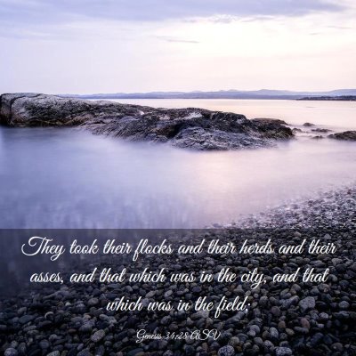 Picture 03 - Genesis 34:28 ASV - They took their flocks and their herds and their - Bible Verse Picture