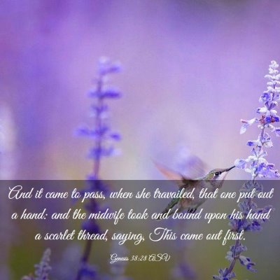 Picture 03 - Genesis 38:28 ASV - And it came to pass, when she travailed, that one - Bible Verse Picture