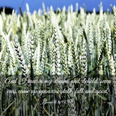 Picture 03 - Genesis 41:22 ASV - And I saw in my dream, and, behold, seven ears - Bible Verse Picture