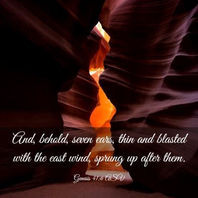 Picture 03 - Genesis 41:6 ASV - And, behold, seven ears, thin and blasted with - Bible Verse Picture