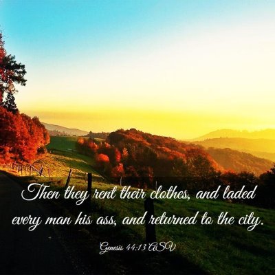 Picture 03 - Genesis 44:13 ASV - Then they rent their clothes, and laded every man - Bible Verse Picture