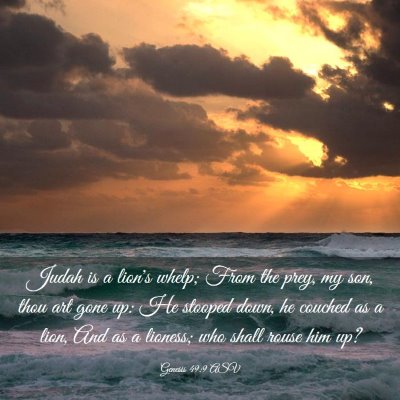 Picture 03 - Genesis 49:9 ASV - Judah is a lion's whelp; From the prey, my son, - Bible Verse Picture