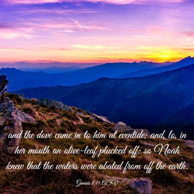 Picture 03 - Genesis 8:11 ASV - and the dove came in to him at eventide; and, lo, - Bible Verse Picture