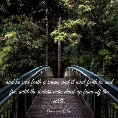 Picture 03 - Genesis 8:7 ASV - and he sent forth a raven, and it went forth to - Bible Verse Picture