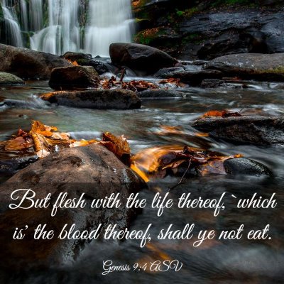 Picture 03 - Genesis 9:4 ASV - But flesh with the life thereof, `which is' the - Bible Verse Picture