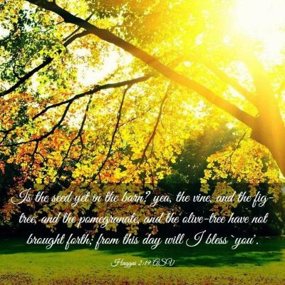 Picture 03 - Haggai 2:19 ASV - Is the seed yet in the barn? yea, the vine, and - Bible Verse Picture