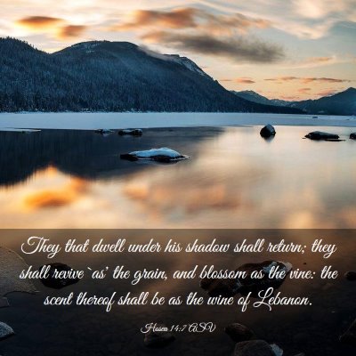 Picture 03 - Hosea 14:7 ASV - They that dwell under his shadow shall return; - Bible Verse Picture