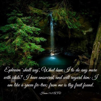 Picture 03 - Hosea 14:8 ASV - Ephraim `shall say', What have I to do any more - Bible Verse Picture