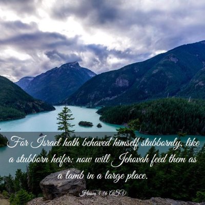 Picture 03 - Hosea 4:16 ASV - For Israel hath behaved himself stubbornly, like - Bible Verse Picture