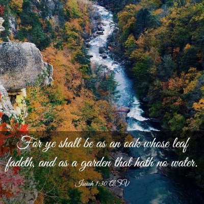 Picture 03 - Isaiah 1:30 ASV - For ye shall be as an oak whose leaf fadeth, and - Bible Verse Picture