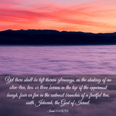Picture 03 - Isaiah 17:6 ASV - Yet there shall be left therein gleanings, as the - Bible Verse Picture