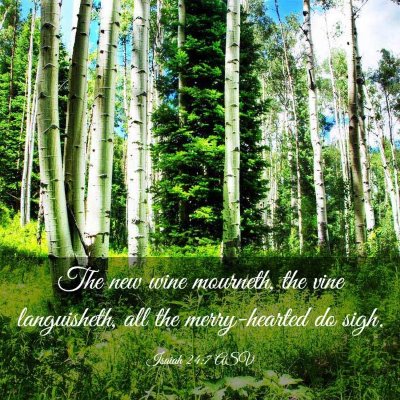 Picture 03 - Isaiah 24:7 ASV - The new wine mourneth, the vine languisheth, all - Bible Verse Picture