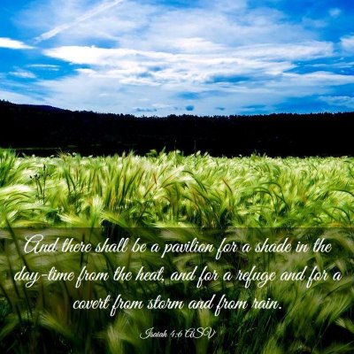 Picture 03 - Isaiah 4:6 ASV - And there shall be a pavilion for a shade in the - Bible Verse Picture