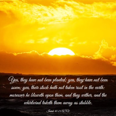Picture 03 - Isaiah 40:24 ASV - Yea, they have not been planted; yea, they have - Bible Verse Picture